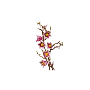 LEGO 11510 Branches de magnolia — prix le plus bas sur Planet-Brick (vue détail 6)